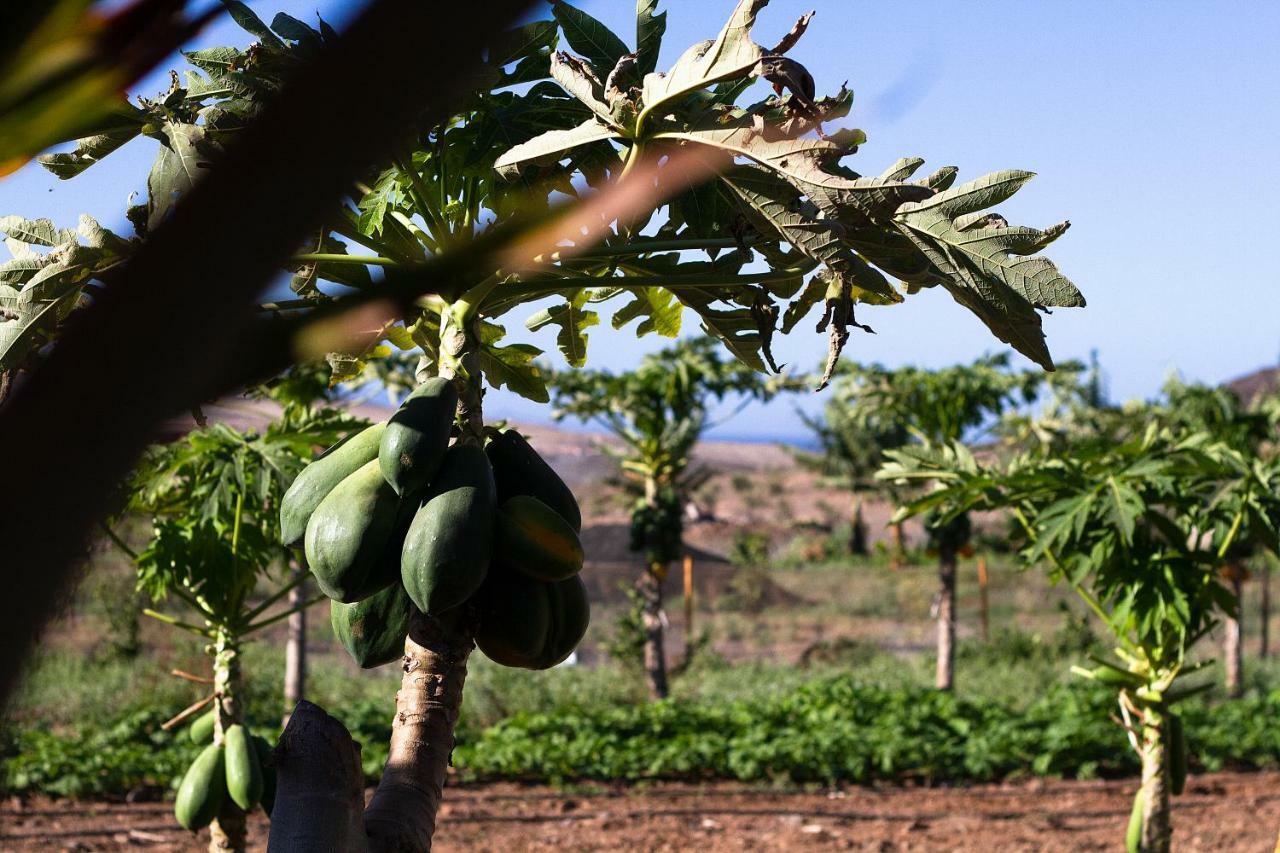 Finca Arbequina Pajara  ภายนอก รูปภาพ