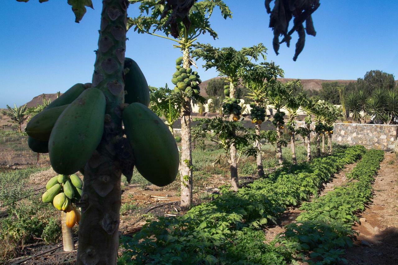 Finca Arbequina Pajara  ภายนอก รูปภาพ